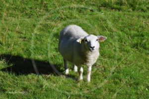 Isabelle-desalos-realisatrice-paris